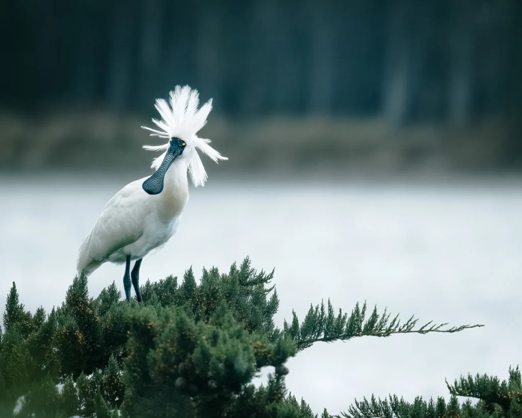 Royal Spoonbill with striking breeding plumage and head feathers fanned out, perched on coastal vegetation, Otago Peninsula, New Zealand.