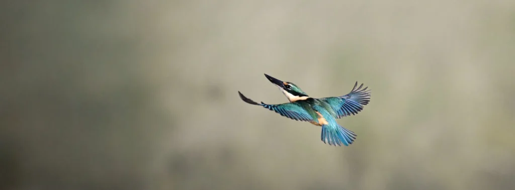 Sacred kingfisher with vibrant blue wings in mid-flight against a soft blurred background, New Zealand wildlife photography