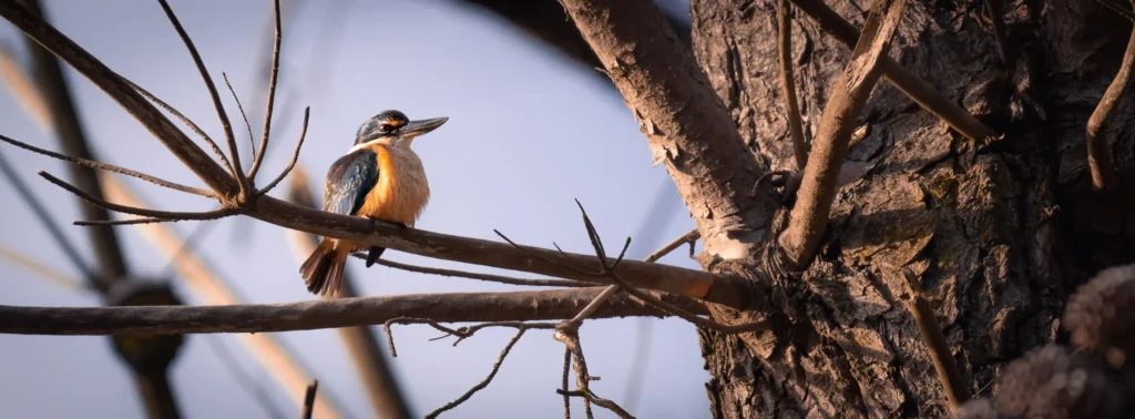 Sacred kingfisher perched on a bare tree branch in soft evening light, New Zealand wildlife photography.