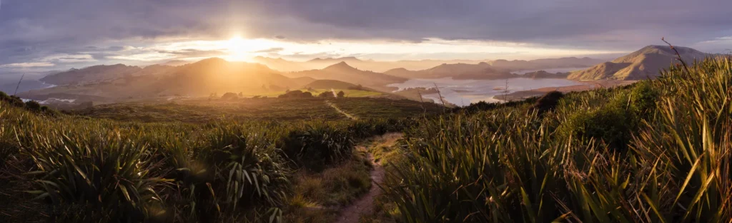 Sunset panorama over the Otago Peninsula, New Zealand, with golden light streaming across rolling hills, coastline, and native flax plants in the foreground.