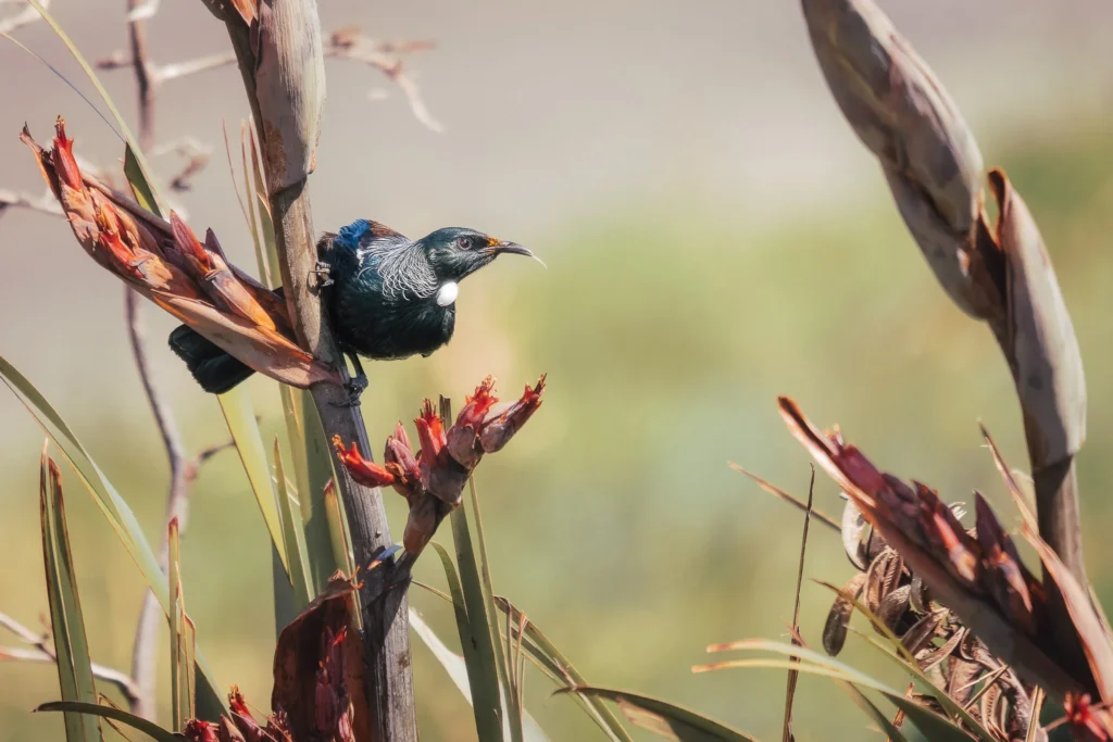 Tui bird feeding on red New Zealand flax flowers, showing iridescent plumage and distinctive white throat tufts.