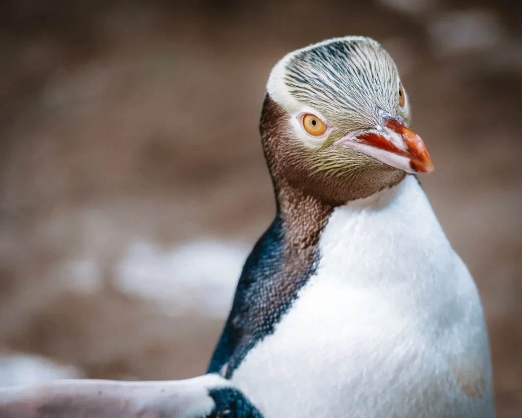 Close-up portrait of a Yellow-eyed penguin (Hoiho) with striking yellow eyes and orange beak, Otago Peninsula, New Zealand.
