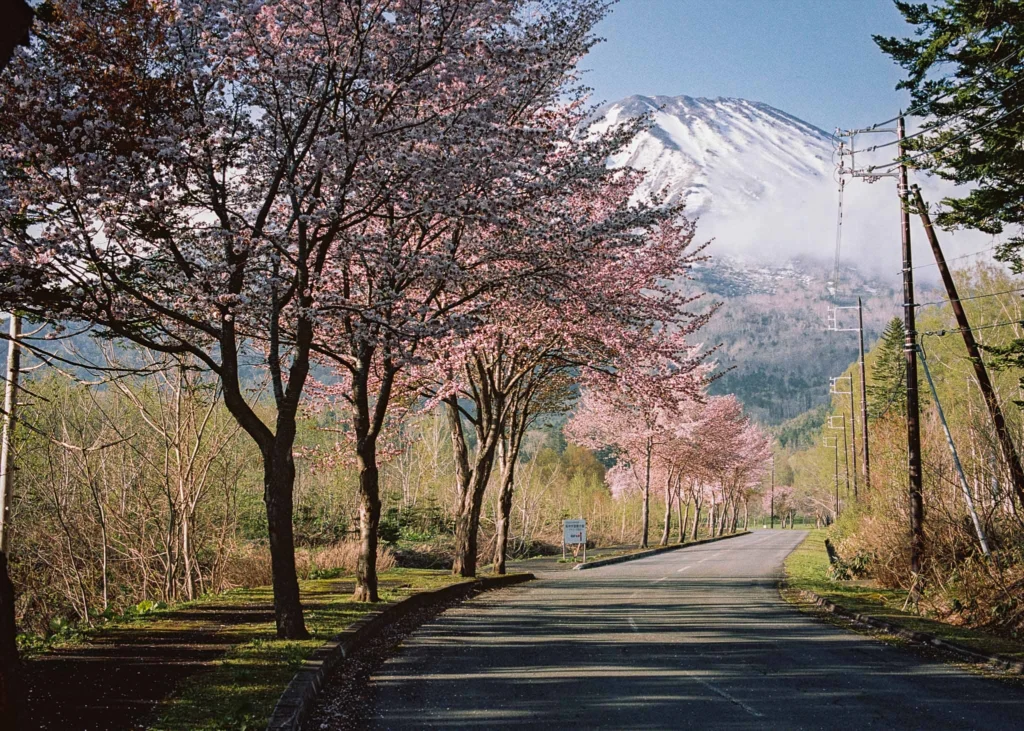 Cherry blossoms line a road beneath the snowy peaks of Mt Yotei in Hokkaido, Japan.