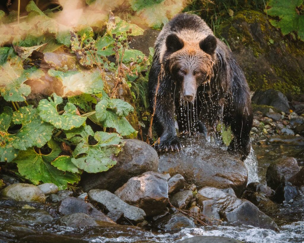 Ezo brown bear catching salmon in a river during autumn in Hokkaido, Japan.
