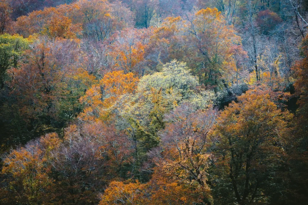 Vibrant autumn forest canopy in Hokkaido, Japan, with shades of gold, orange, and red under soft mountain light