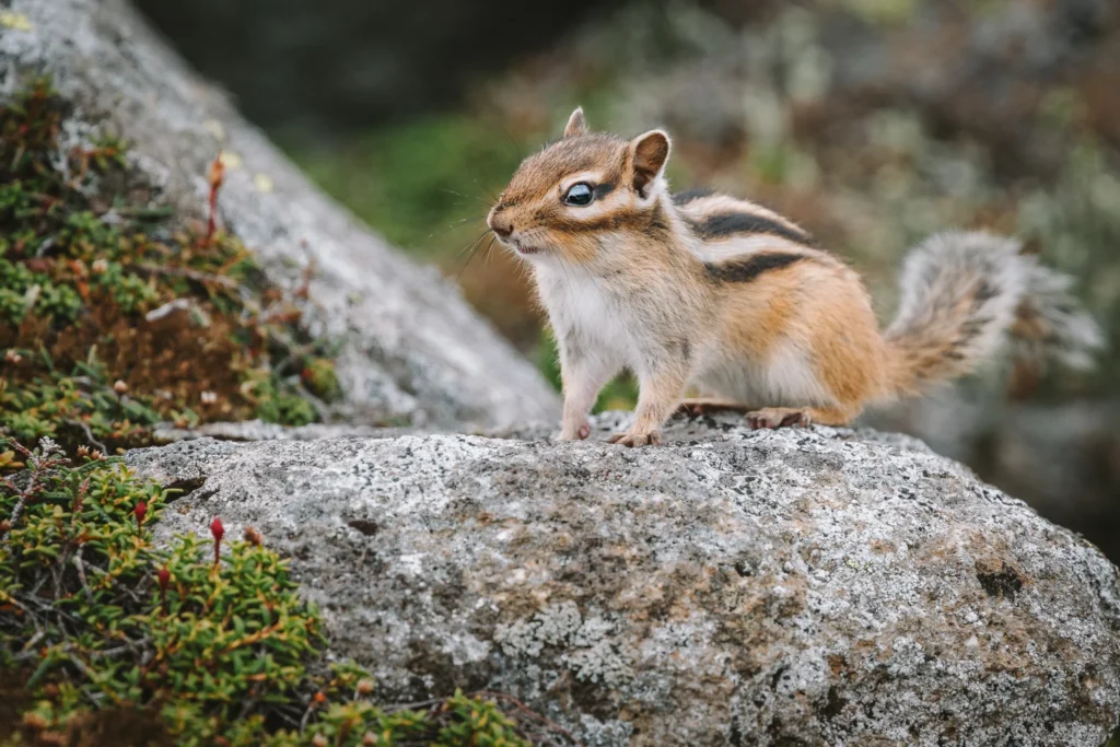 Ezo chipmunk perched on a rock in the alpine meadows of Hokkaido, Japan