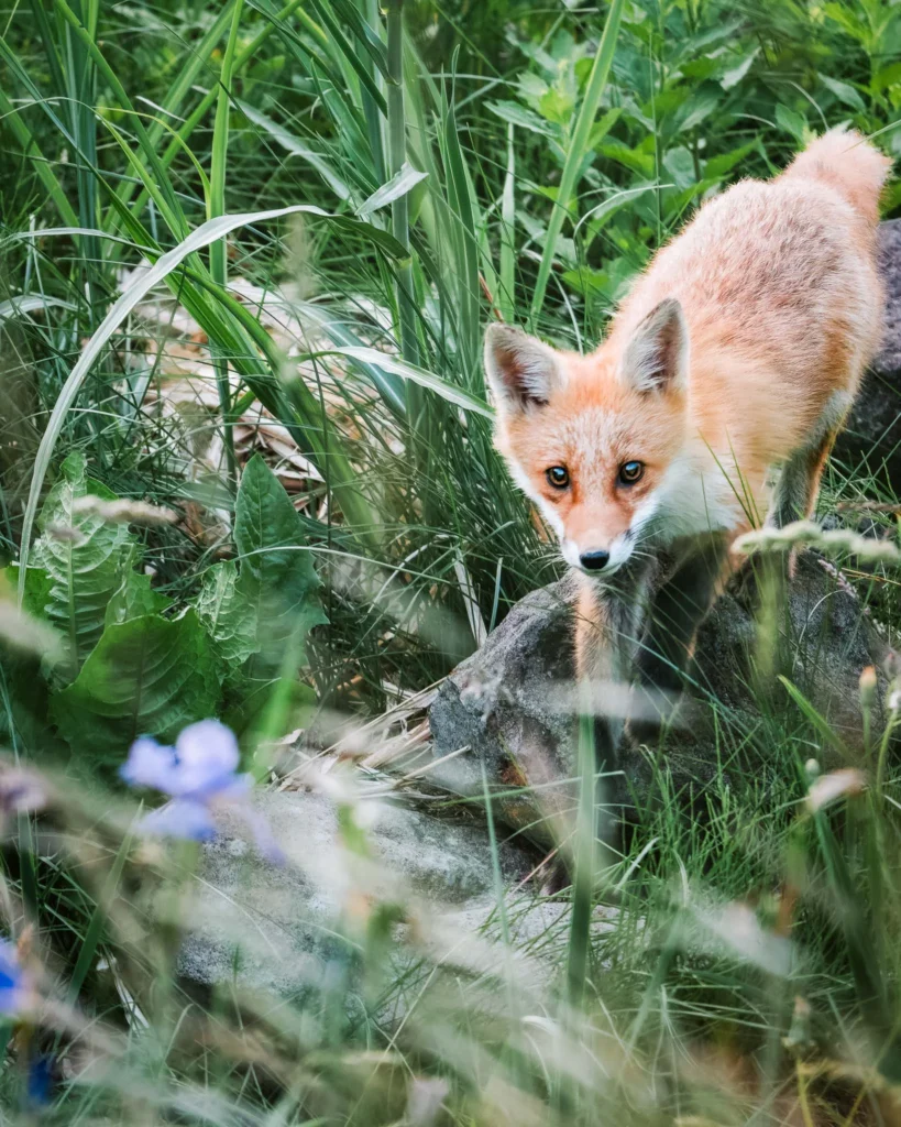 Ezo red fox moving through lush green grass in spring in Hokkaido, Japan