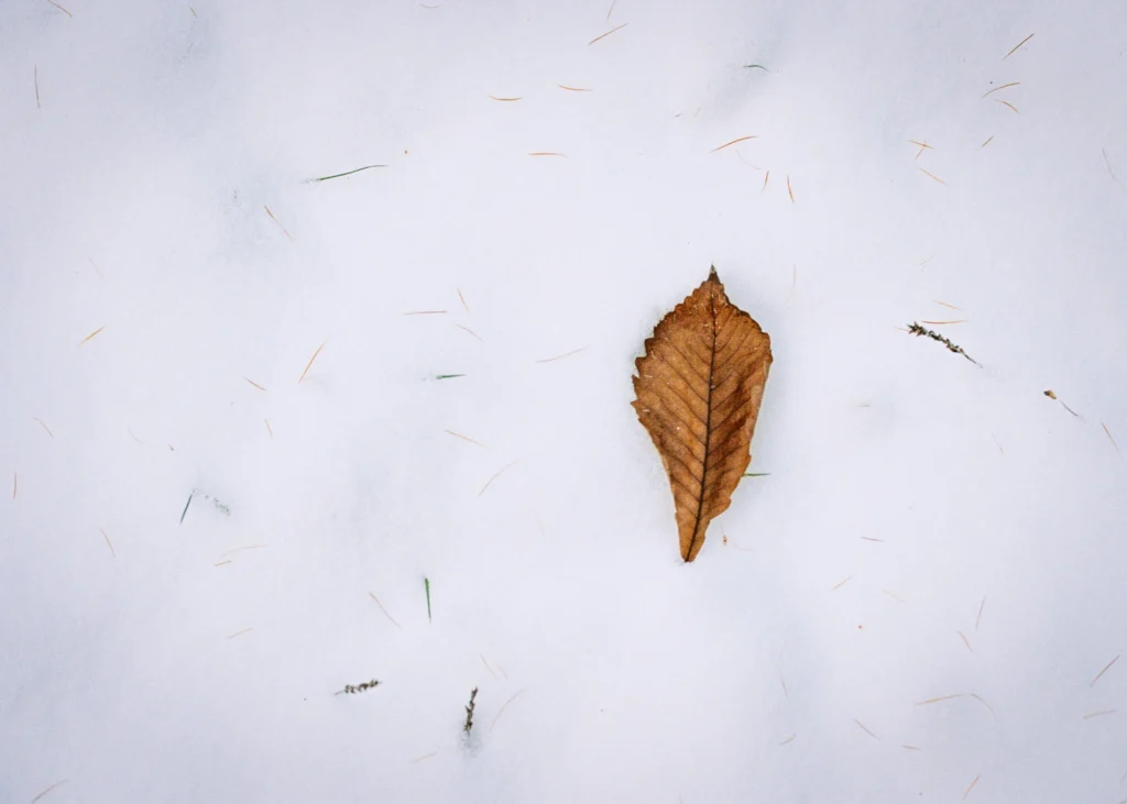 Single brown leaf resting on fresh snow in Hokkaido, Japan