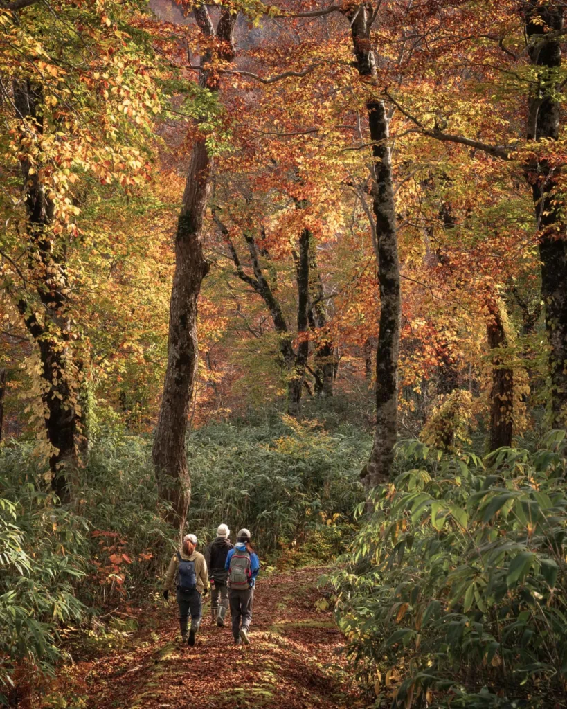 Hikers walking through a forest trail toward Goto Falls in Shimamaki, Hokkaido, surrounded by autumn colours.