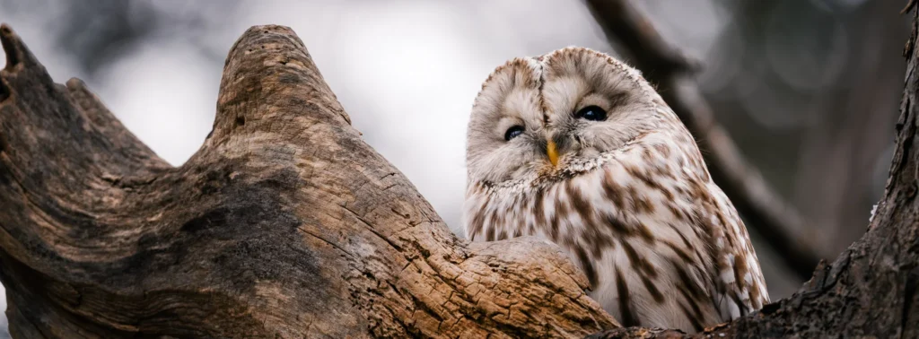 Ural owl resting on a snowy forest tree branch in Hokkaido, Japan