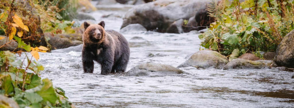 Brown bear standing in a Hokkaido river photographed from a safe distance, showing why a long 600mm zoom lens is essential for wildlife photography