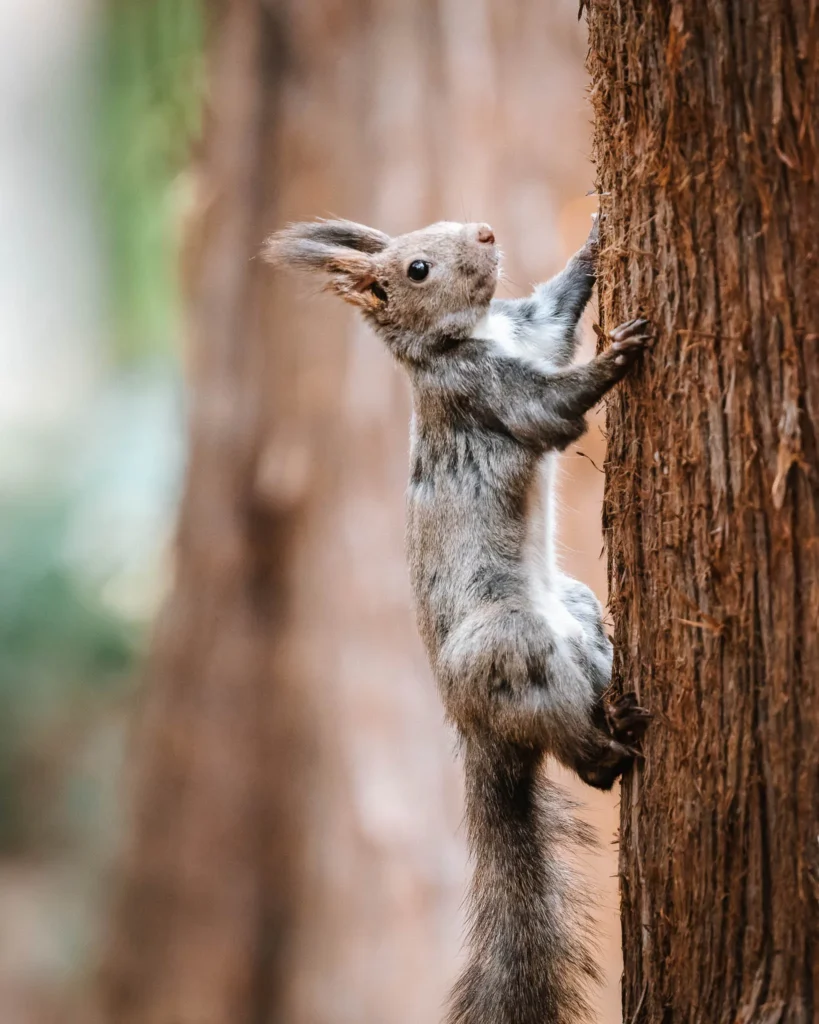 Ezo squirrel climbing a tree in soft forest light, photographed with the Nikon 180-600mm lens showing sharp detail and smooth background blur.