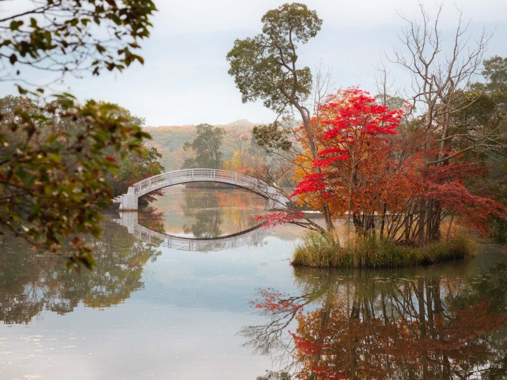 Red maple trees on a small island beside a white bridge during early autumn at Lake Onuma in Hokkaido, Japan.