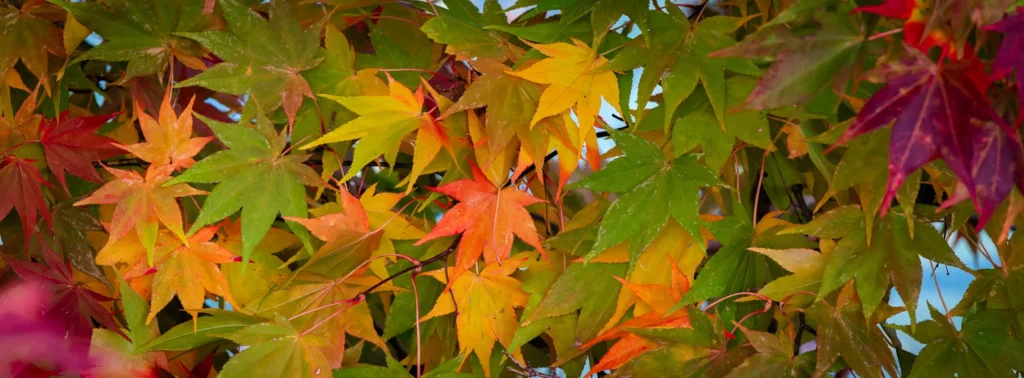 Close-up of autumn leaves on a tree at Lake Onuma in Hokkaido, Japan.