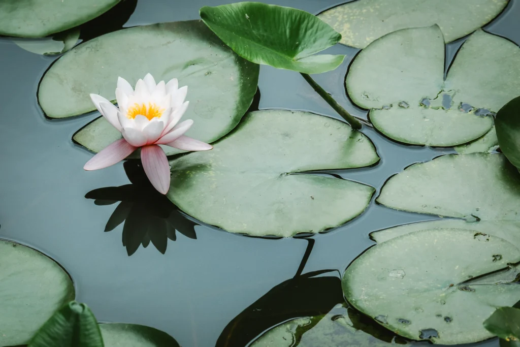 White water lily surrounded by green lily pads on calm water at Lake Onuma in Hokkaido, Japan.