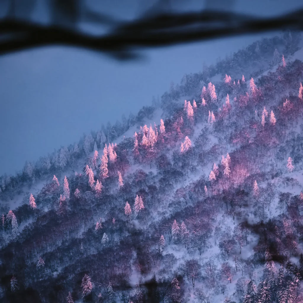 Sunset light catching snow-covered trees on the slopes of Mt Yotei in Niseko, Hokkaido, Japan.