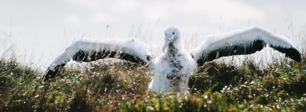 Albatross chick spreading its wings in the grasslands of New Zealand, photographed with the Nikon 180-600mm lens in strong backlight.