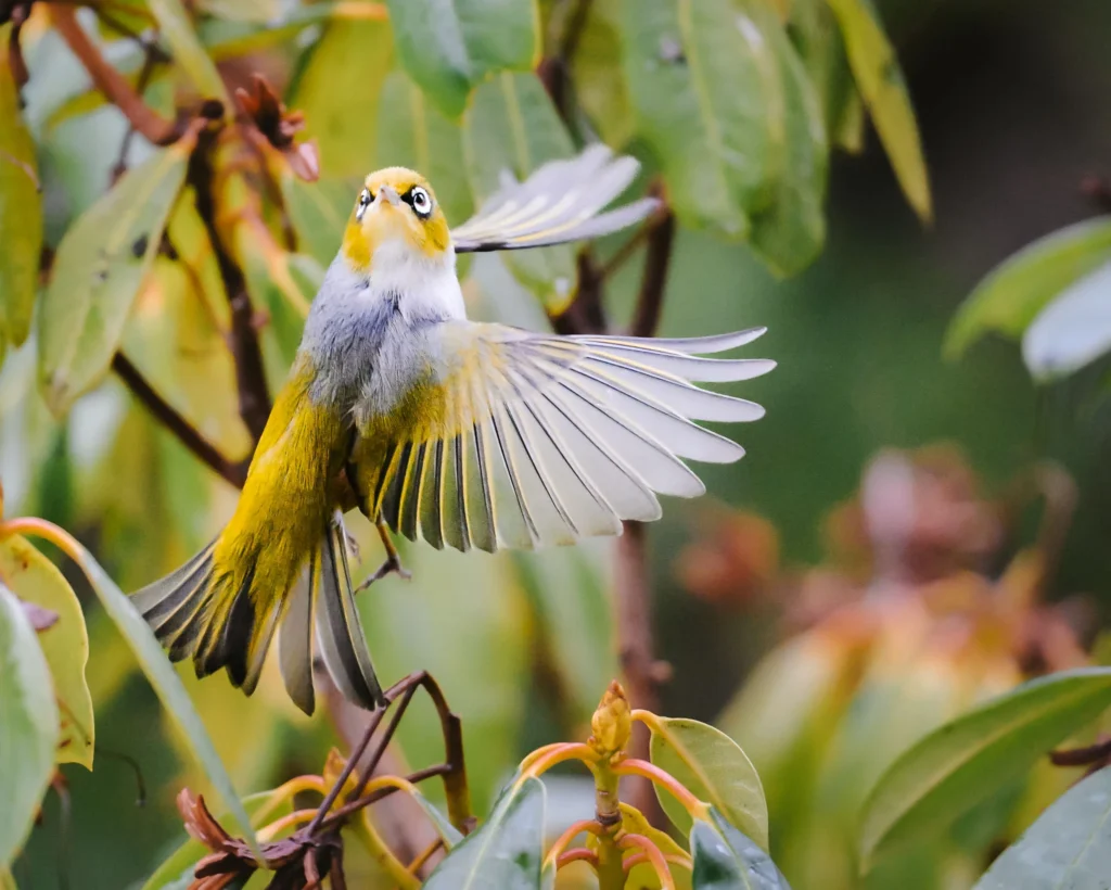 New Zealand Silvereye (Waxeye) captured mid-flight through branches using the Nikon 180-600mm lens, showing fast and accurate autofocus performance.