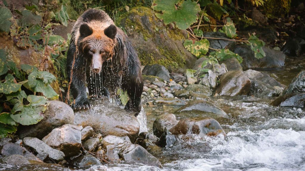 Brown bear walking through a river in Hokkaido, photographed at distance using the Nikon Z 180–600mm lens.