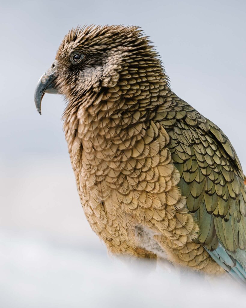 Close-up portrait of a kea showing fine feather detail, photographed with the Nikon Z 180–600mm, demonstrating the lens’s sharpness and image quality