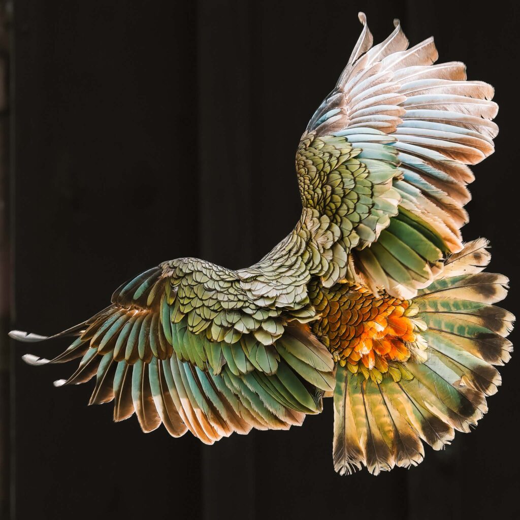 Kea flying with backlit wings, demonstrating sharpness, colour, and dynamic range of the Nikon Z 180–600mm wildlife lens.