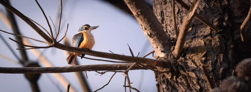 Kingfisher perched among dense branches, showing how the Nikon 180–600mm handles autofocus in cluttered bird photography.