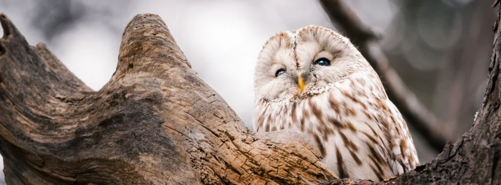 Ural owl photographed through branches in a forest using the Nikon 180-600mm, showing clean subject isolation and sharp detail.