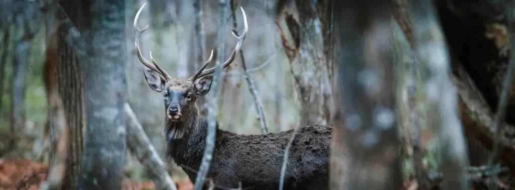 Deer photographed in Hokkaido using the Nikon Z 180–600mm, showing sharp detail and long-range reach.