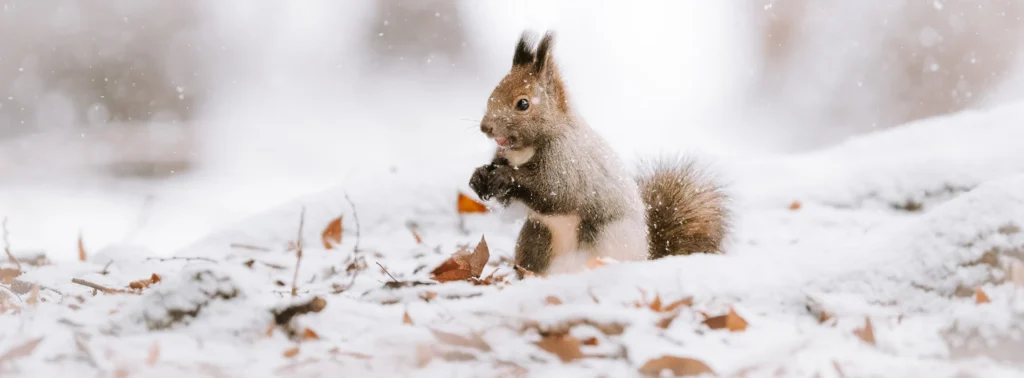 Squirrel photographed in heavy snowfall in Hokkaido using the Nikon Z 180–600mm, demonstrating the lens’s weather-sealing performance