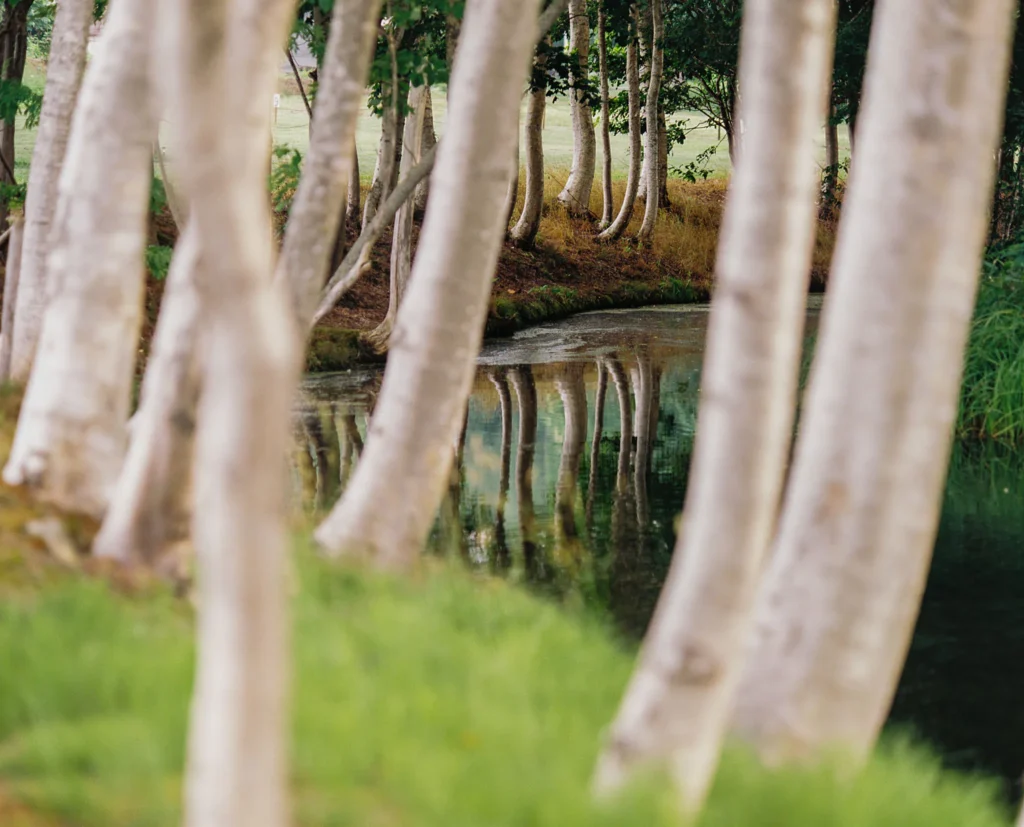 Tree trunks reflected in a calm forest pond in Niseko, Hokkaido, Japan.