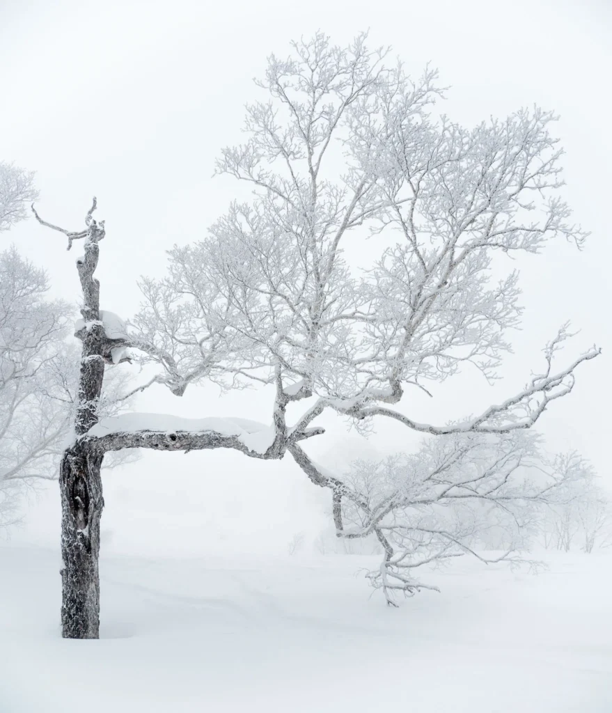 Snow-covered birch trees in a quiet winter forest near Niseko, Hokkaido, Japan.