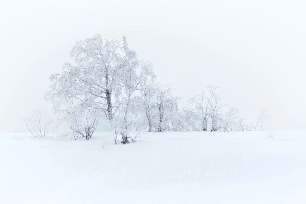 Snow-covered birch trees in a white winter landscape near Niseko, Hokkaido, Japan.