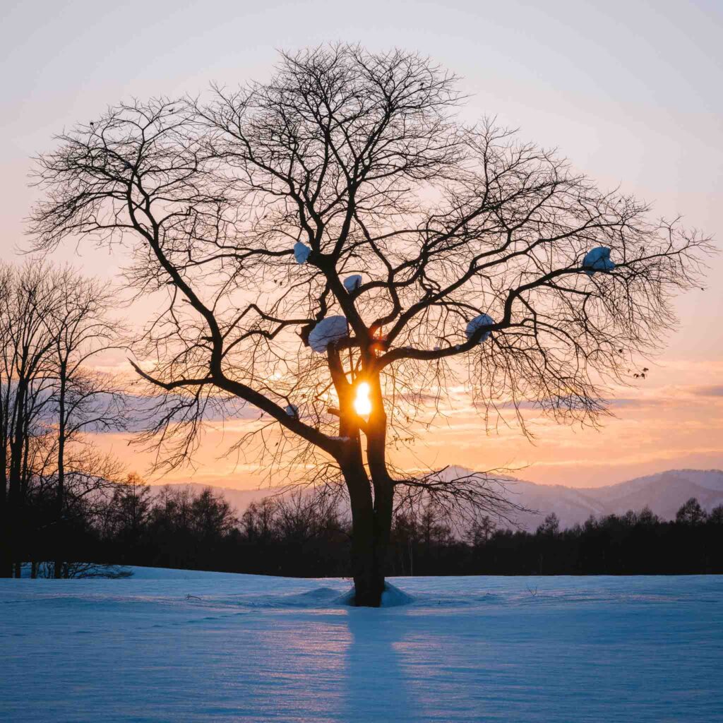Sunset light shining through a lone tree in a snowy field near Niseko, Hokkaido, Japan.