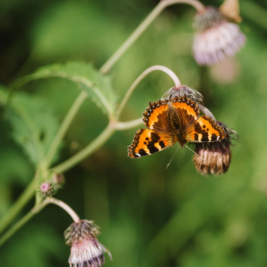 An alpine butterfly feeding on summer wildflowers near Mount Tokachidake in Daisetsuzan National Park, highlighting the fragile life of Hokkaido’s high mountains.