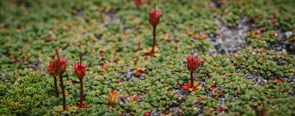 Low-growing alpine plants forming dense cushions on the high plateau near Ohachi crater, adapted to wind, cold, and volcanic terrain in Daisetsuzan National Park.