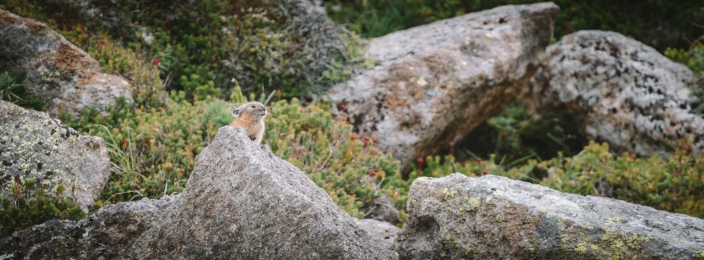 An alpine pika perched on a rock amid low alpine vegetation and lichen-covered stones in Daisetsuzan National Park, Hokkaido.