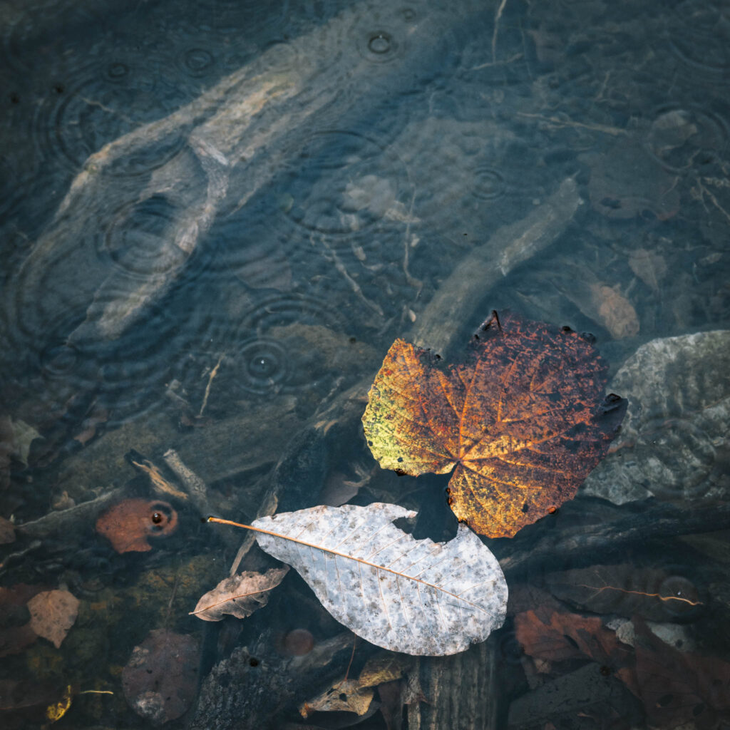 Two autumn leaves floating on clear water with gentle ripples, showing texture, colour contrast, and subtle natural details.