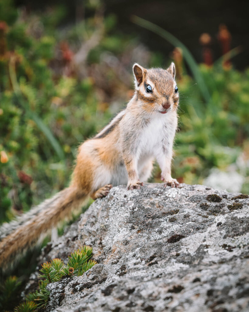An Ezo chipmunk perched on a rock in Daisetsuzan National Park, Hokkaido, photographed in summer alpine terrain during a hike through Japan’s largest national park.