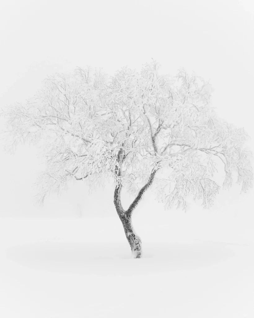Minimalist winter photo of a lone tree covered in snow in Hokkaido, Japan, standing in a white foggy landscape