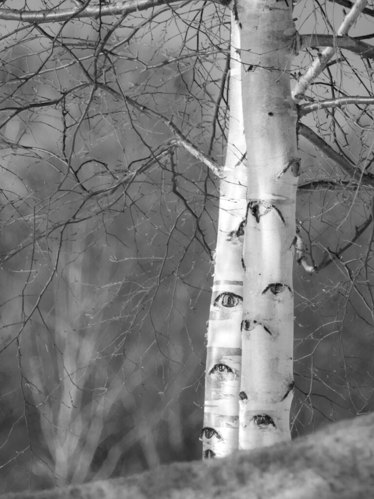 Black and white photo of birch trees in a winter forest with natural eye-like markings on the bark, creating a feeling of being watched
