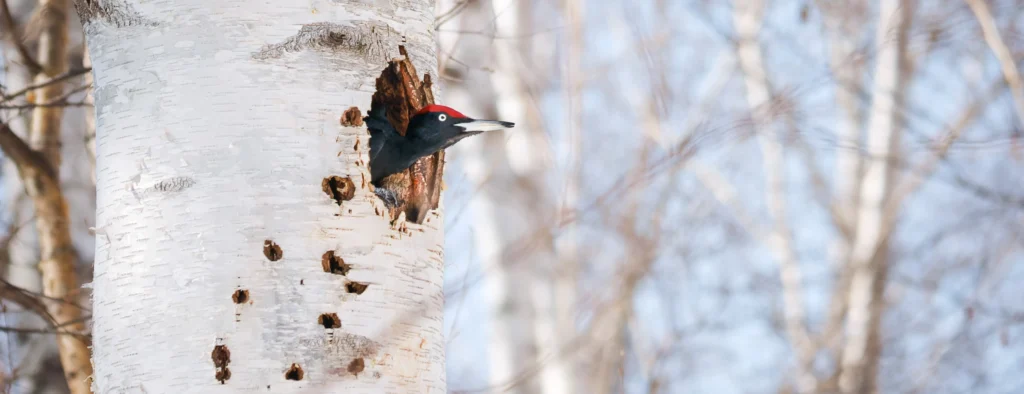 Black woodpecker looking out from a nesting cavity in a birch tree near Sapporo, Hokkaido
