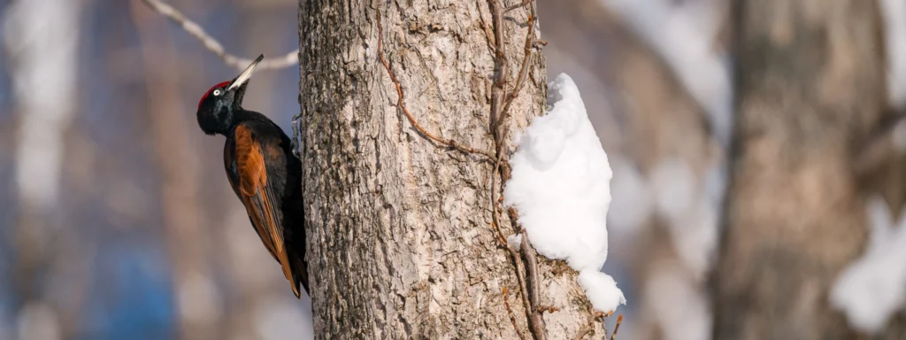 Black woodpecker on a tree trunk in winter forest near Sapporo, Hokkaido