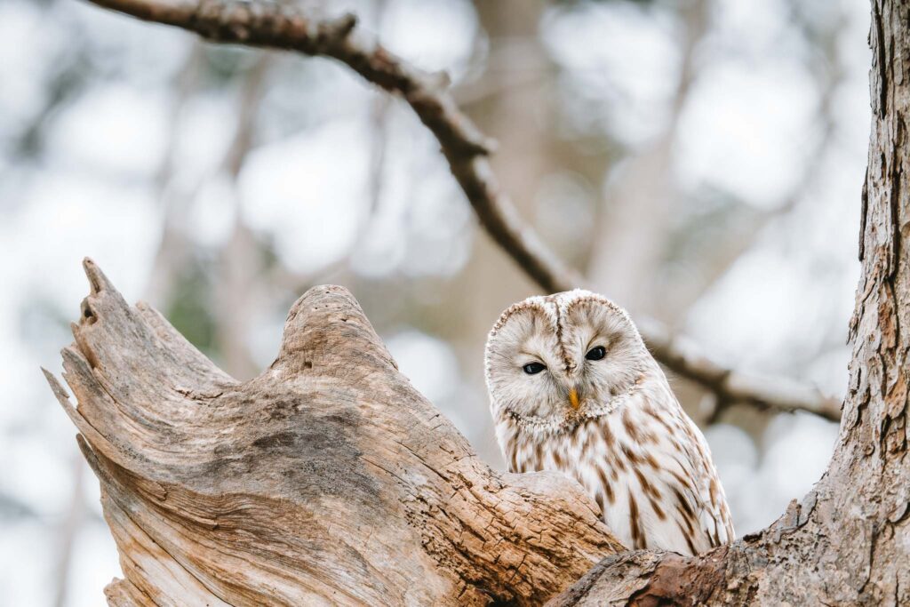 Ezo owl perched quietly in a forest near Sapporo, Hokkaido