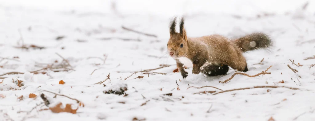 Ezo squirrel running through fresh snow in a forest park near Sapporo, Hokkaido