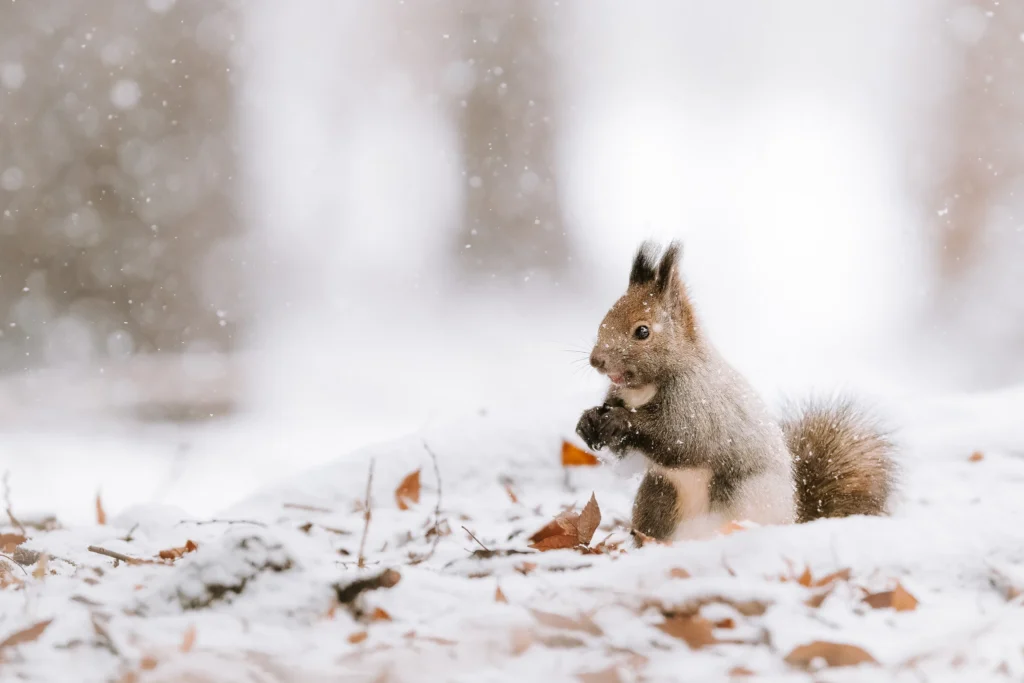 Ezo squirrel standing in fresh snow during early winter in a forest park near Sapporo, Hokkaido