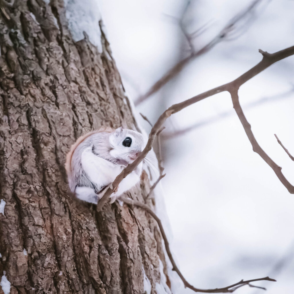 Hokkaido flying squirrel (momonga) peeking out from a tree cavity in winter near Sapporo, Japan