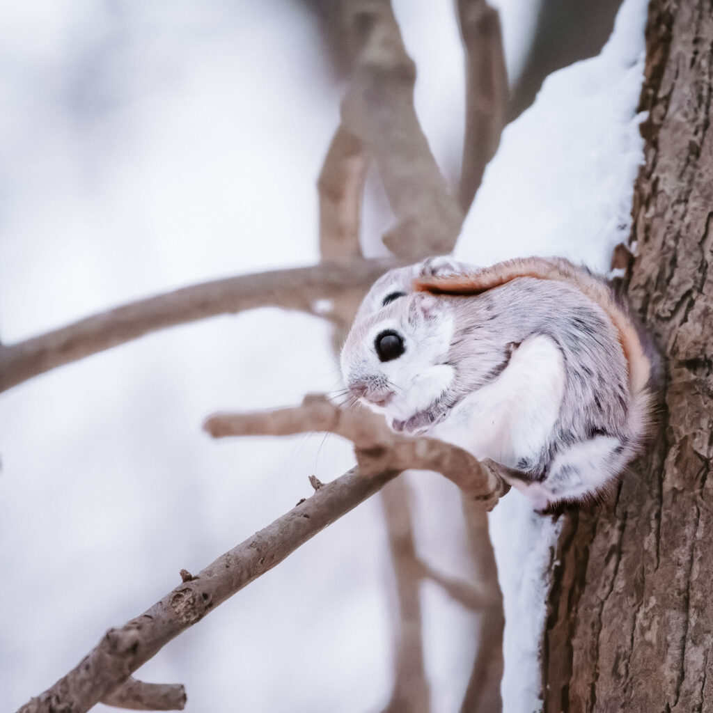 Hokkaido flying squirrel (momonga) peeking from a tree cavity near Sapporo