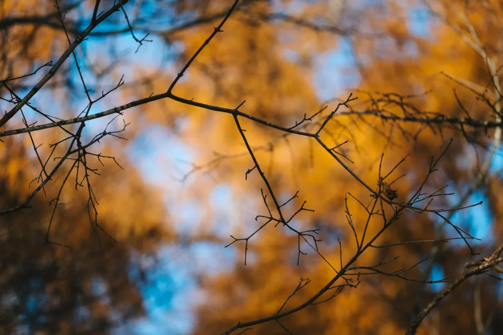 forest-branch-soft-focus-mindful-photography. Soft-focus tree branch in a quiet forest, photographed as part of a mindful photography practice.