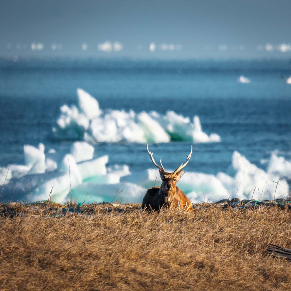 Sika deer lying on grass with drift ice in the background in Hokkaido, Japan
