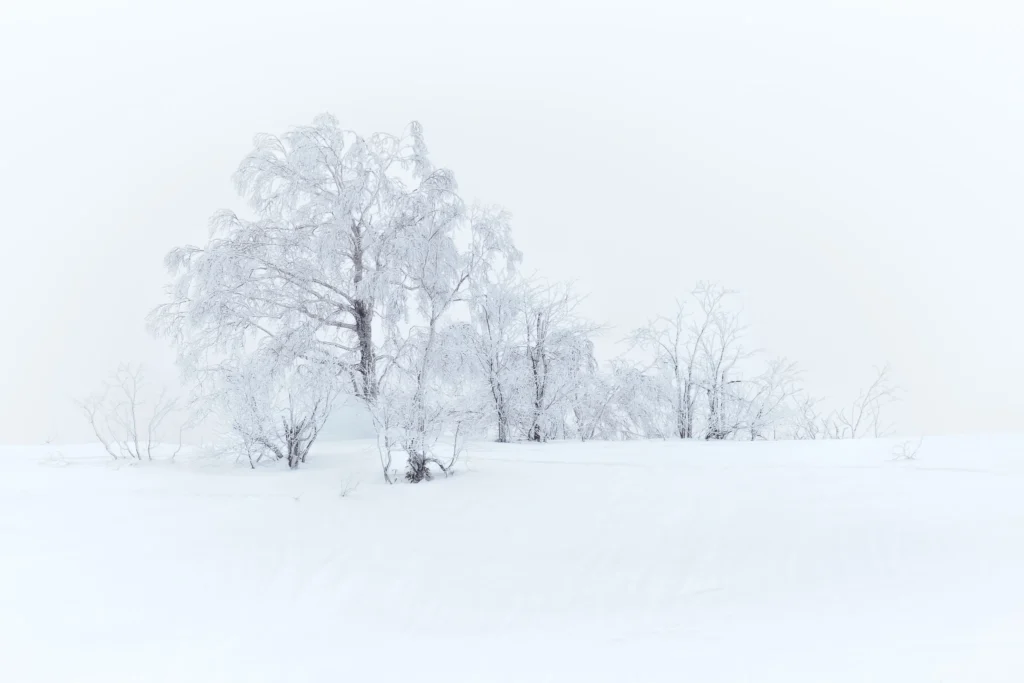 Minimalist winter scene of snow-covered trees in Hokkaido under soft overcast light